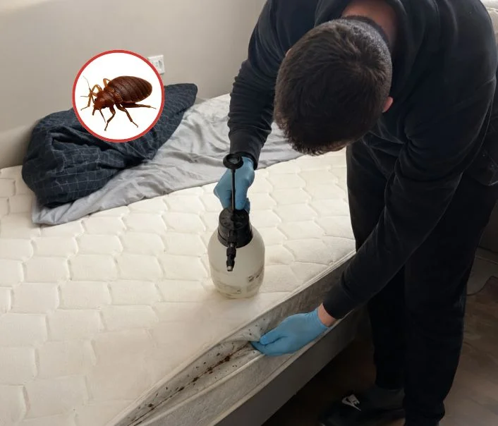 Technicien traitant un matelas contre les punaises de lit à Gargenville